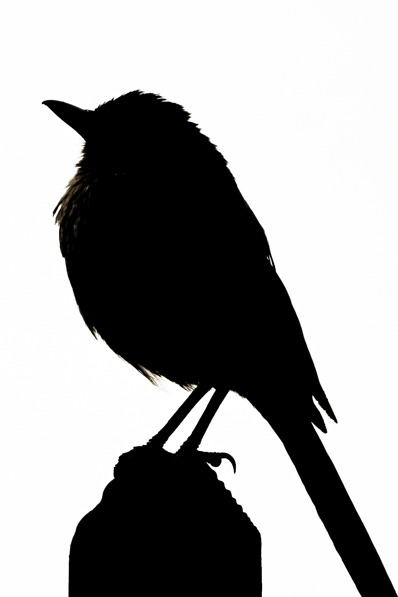 Bird Silhouette | Much to Mumble - Clipart library - Clipart library