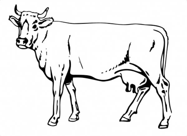 Awesome Drawing of Cow Coloring Page | Kids Play Color