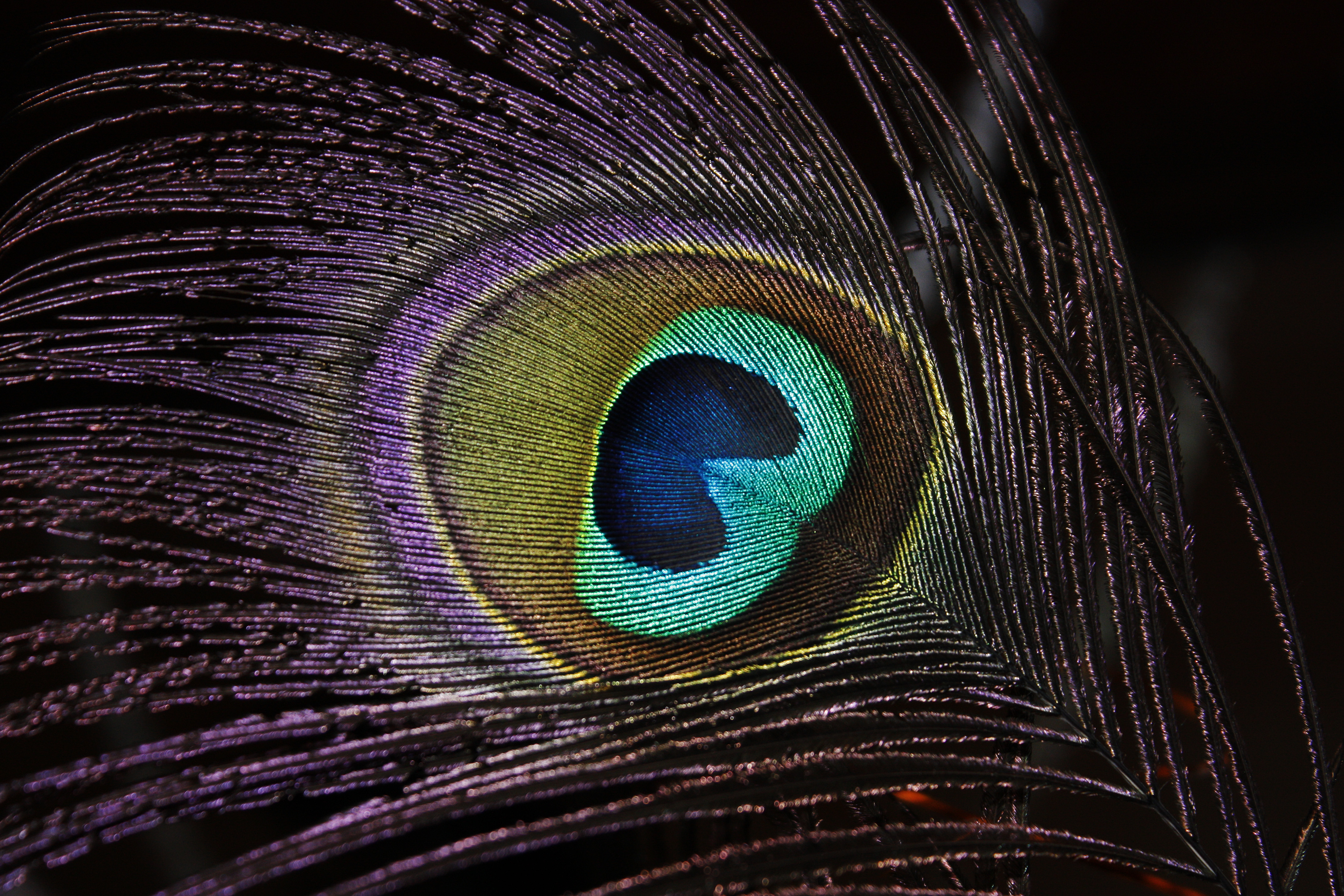 Peacock Feather | Samples Photography