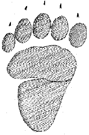 Free coloring pages of the bear tracks