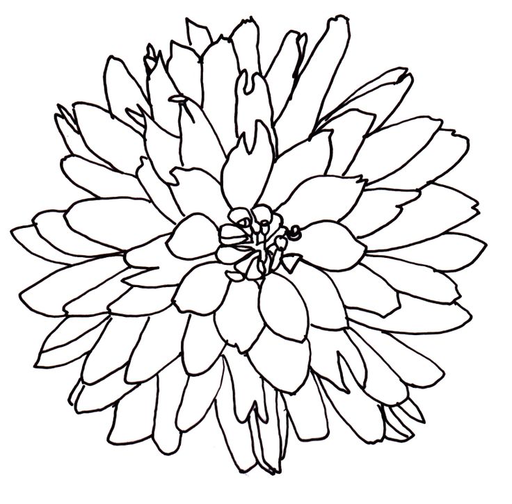 Free Flowers Line Drawing, Download Free Flowers Line Drawing png