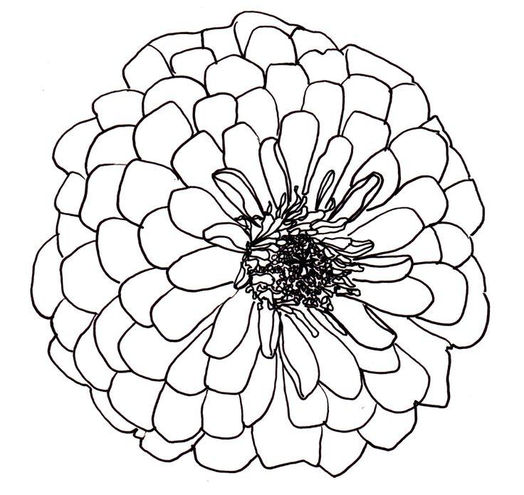 Free Flowers Line Drawing, Download Free Clip Art, Free