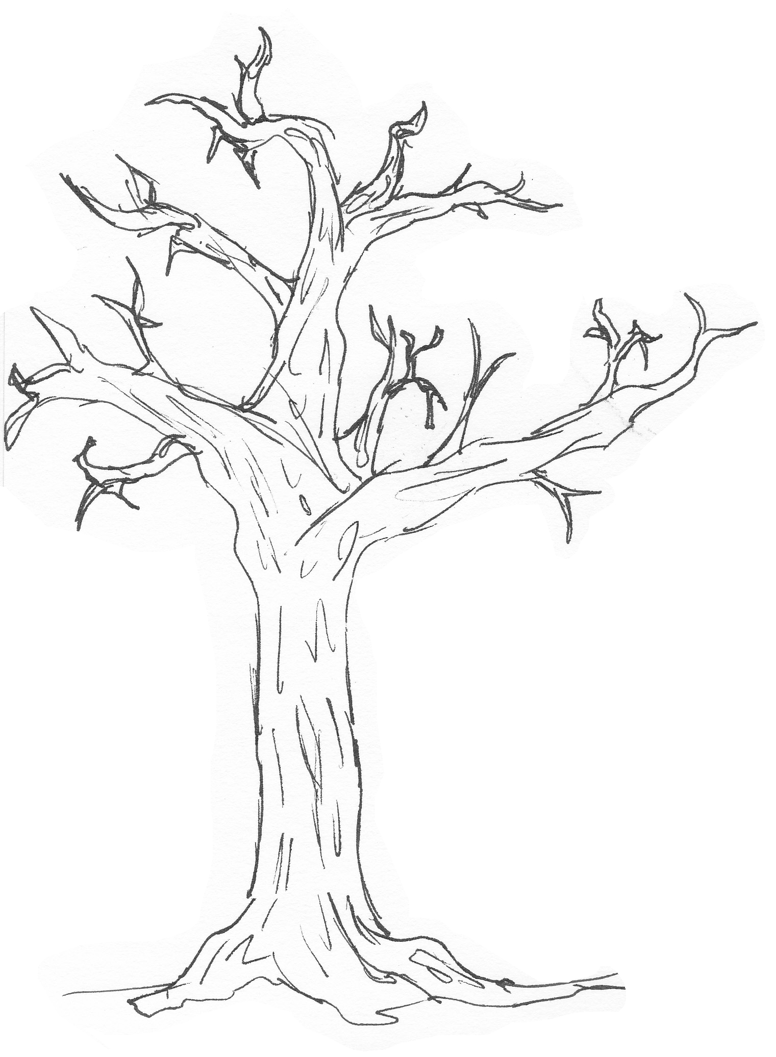 drawing clipart tree trunk Clip Art Library
