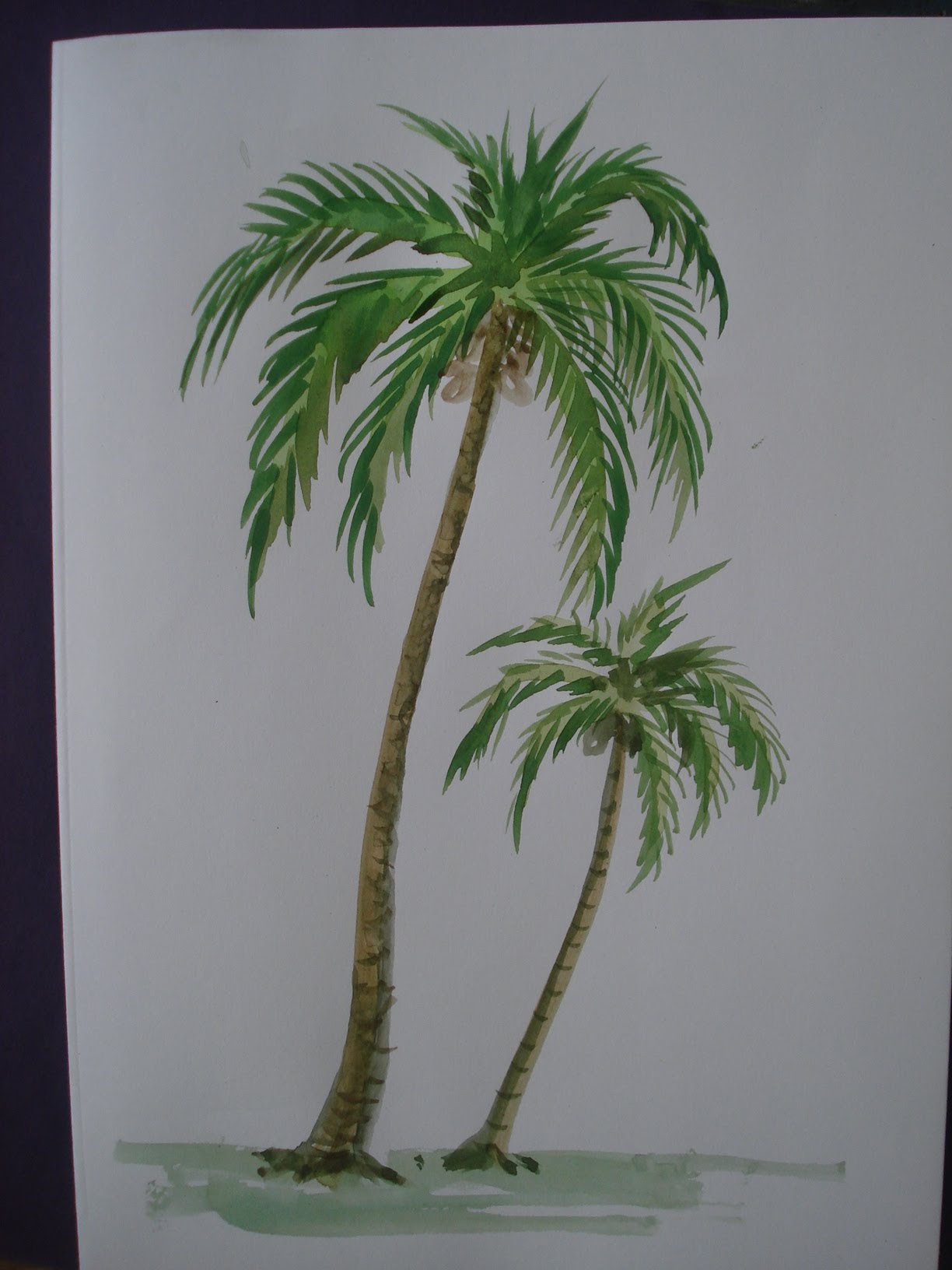 Free Coconut Tree Drawing, Download Free Coconut Tree Drawing png