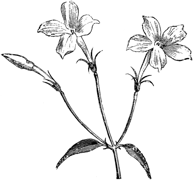 Free Sampaguita Drawing, Download Free Clip Art, Free Clip Art on