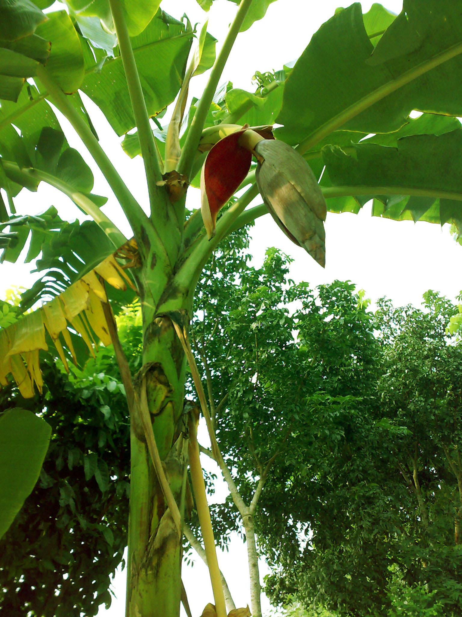 File:Banana Tree 3 - Wikimedia Commons