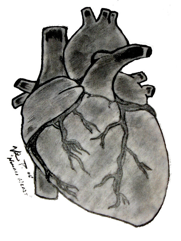 Free Real Heart Sketch, Download Free Clip Art, Free Clip ...