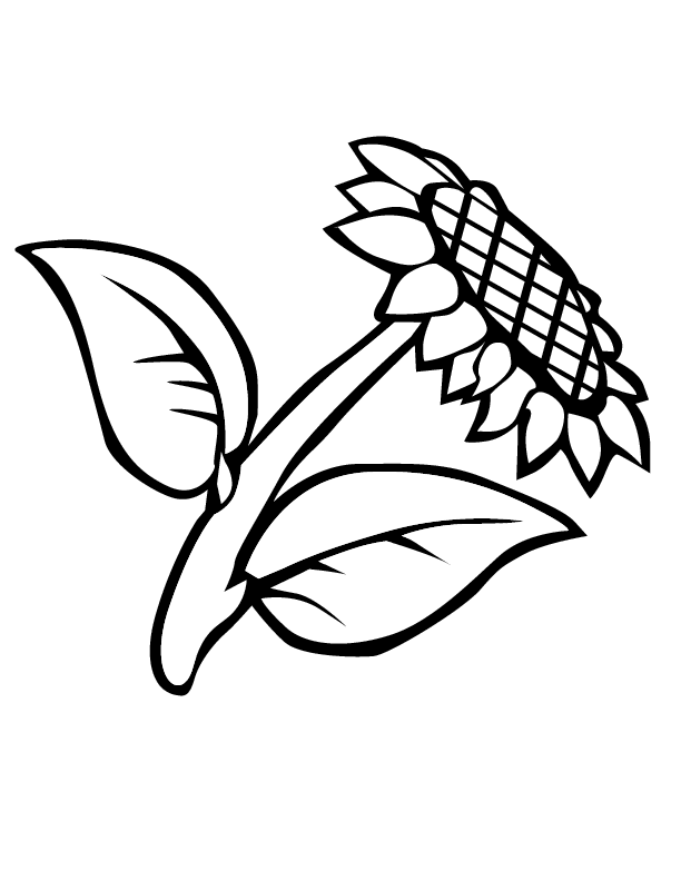 eps sunflower0020 printable coloring in pages for kids - number 