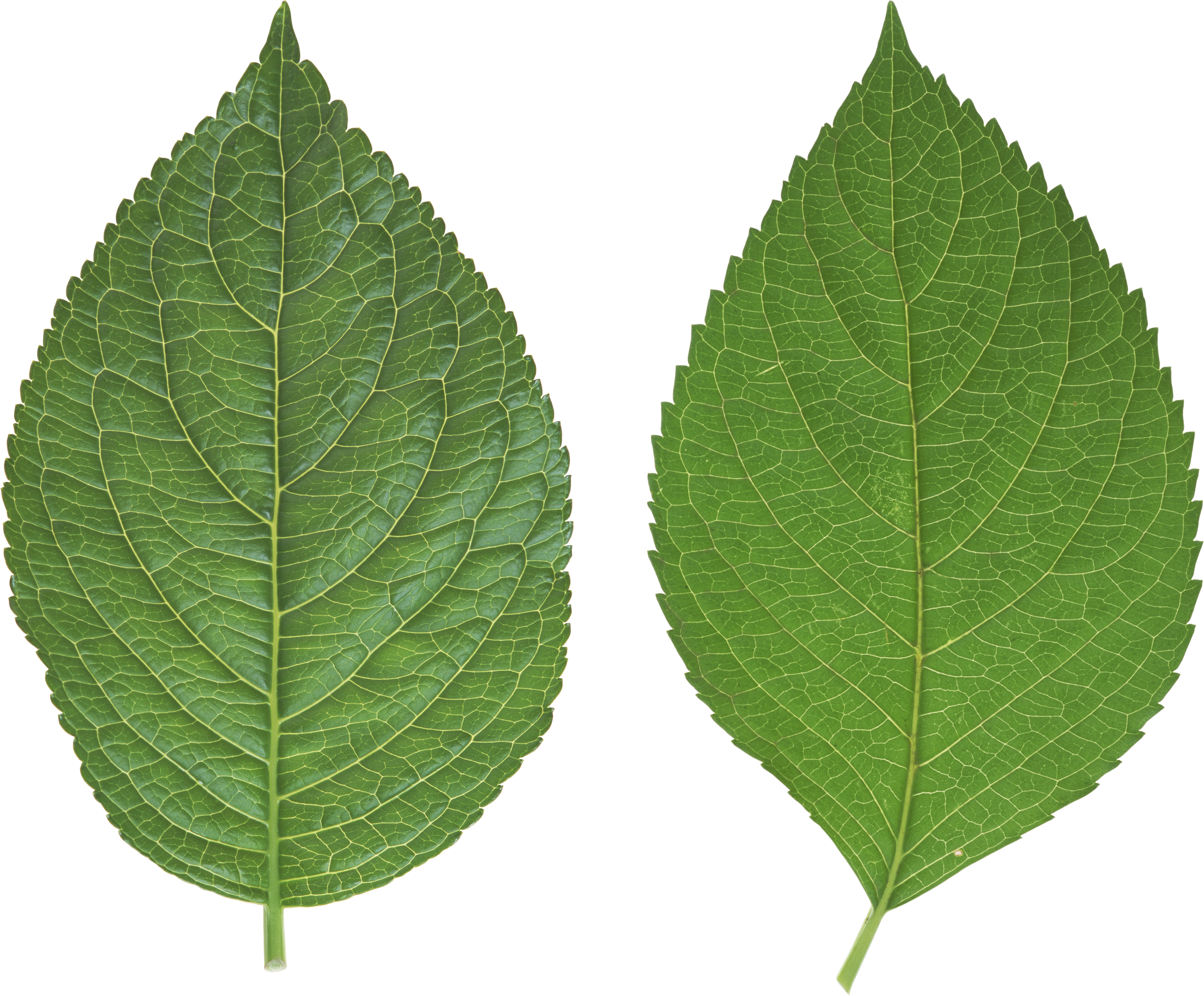 green_leaves_PNG3658.png