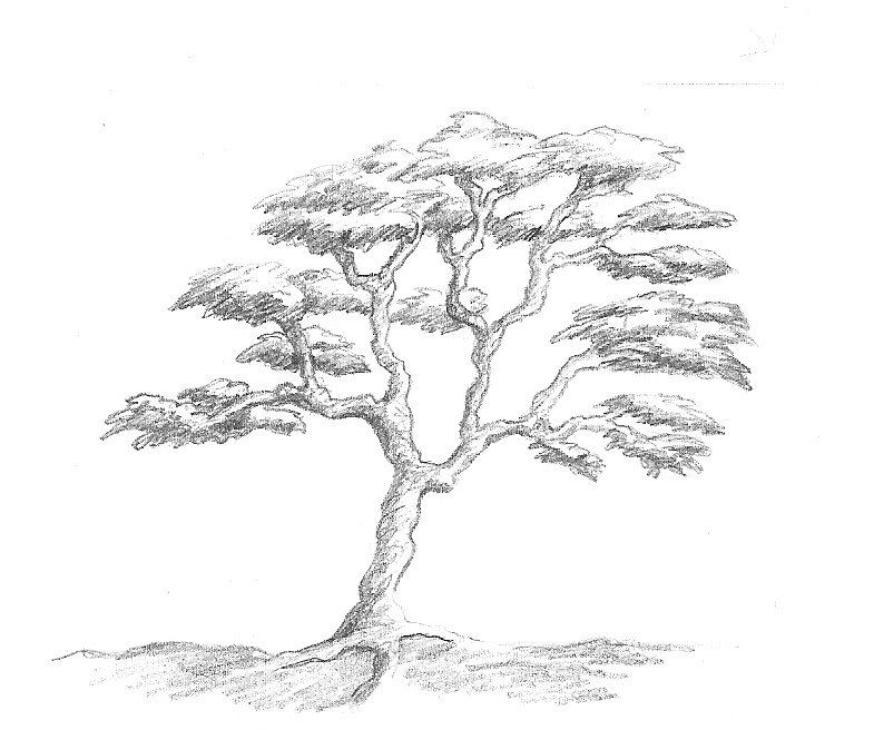 drawings of trees in pencil