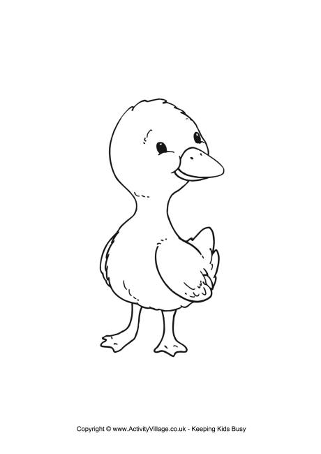 duckling colouring page 460 0