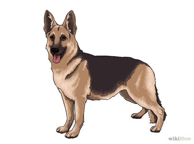 How to Draw a Real Dog: 10 Steps (with Pictures) - wikiHow