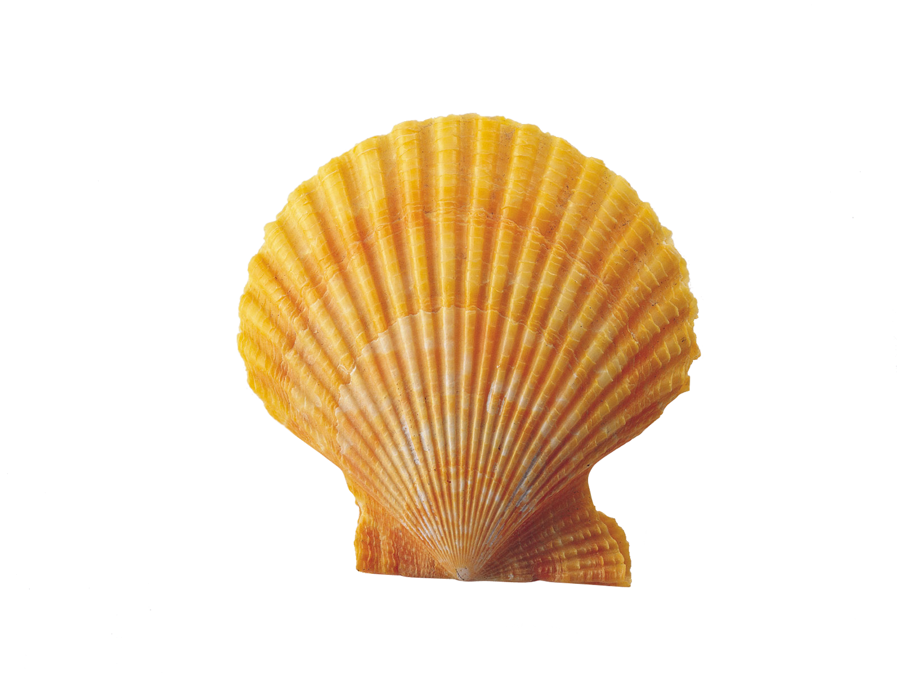 shell png | PNG Image