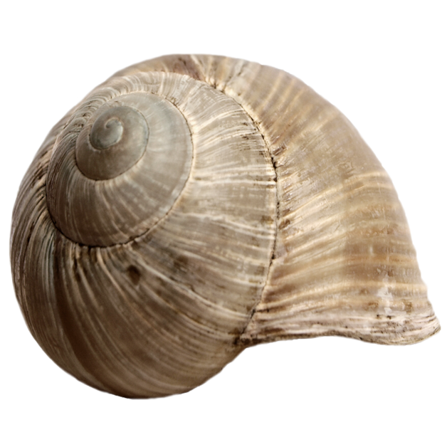 Stock Snail Shell 2 PNG by E-DinaPhotoArt on Clipart library