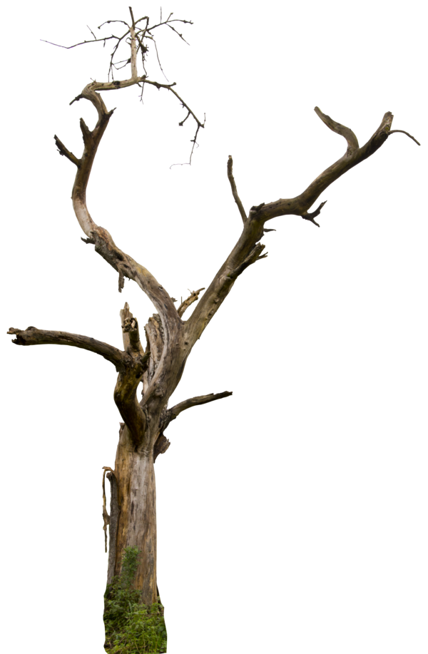 Free Dead Tree, Download Free Dead Tree png images, Free ClipArts on