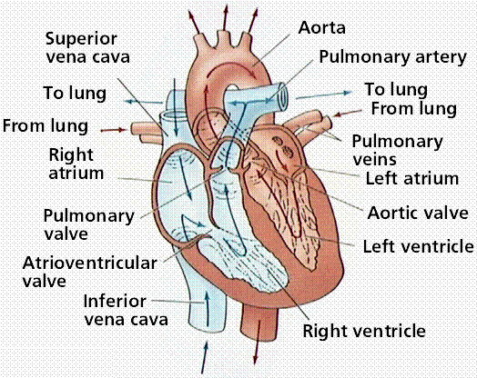 Blood Circulatory System In Human Body Clip Art Library