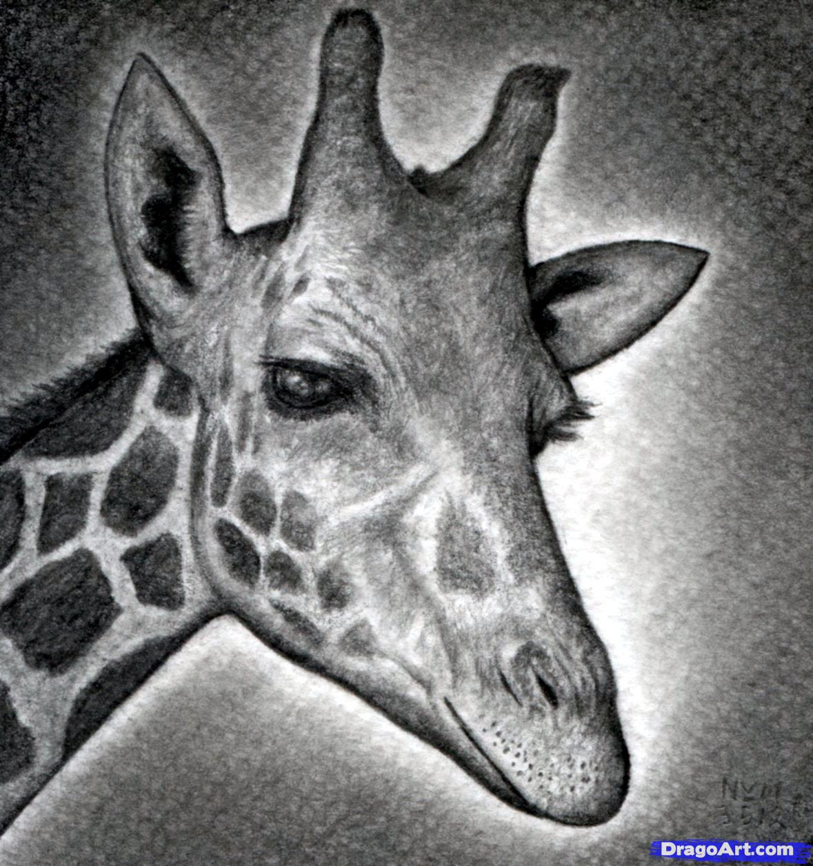 How to Draw a Giraffe Head, Step by Step, safari animals, Animals 
