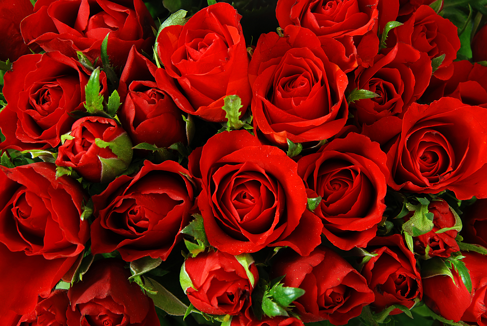 Free Red Roses, Download Free Red Roses png images, Free ClipArts on Clipart Library