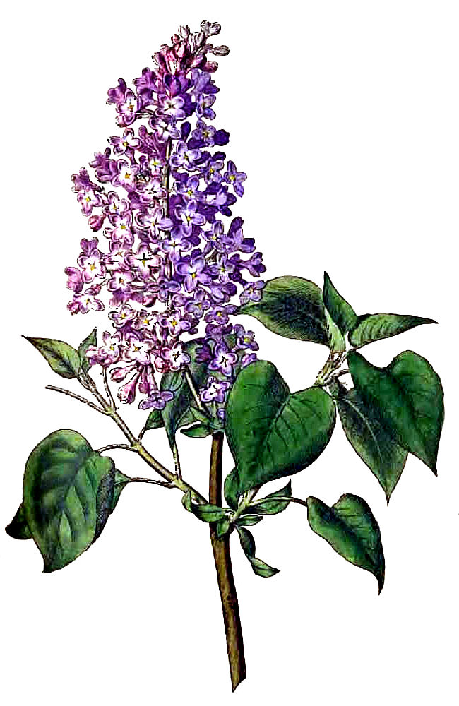 Lilac Clip Art