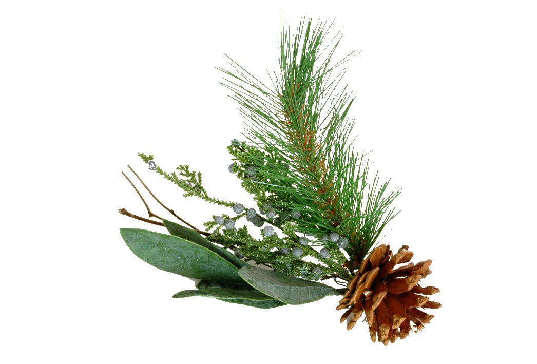 Pine Tree Branch Png Images  Pictures - Becuo