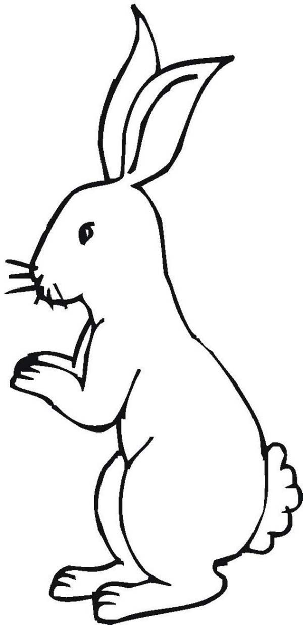 Little Bunny Standing on His Feet Coloring Page - Download  Print 