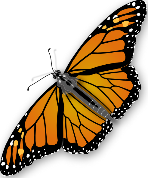 Butterfly clip art Free Vector 