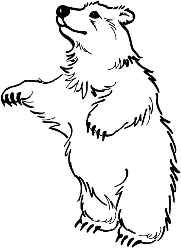 easy bear drawing standing up Clip Art Library