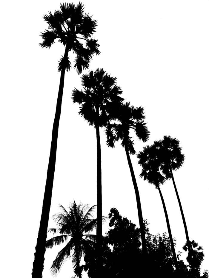 Palm Trees Drawing Black And White Images  Pictures - Becuo