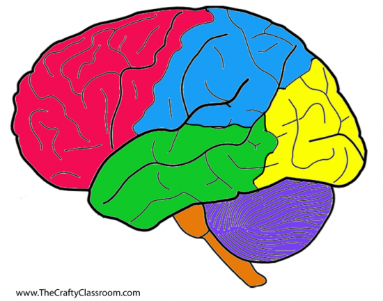 Brain Template Printable