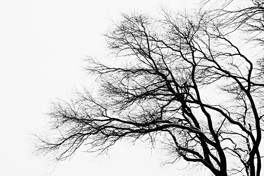 Bare Tree Silhouette by Larry Ricker