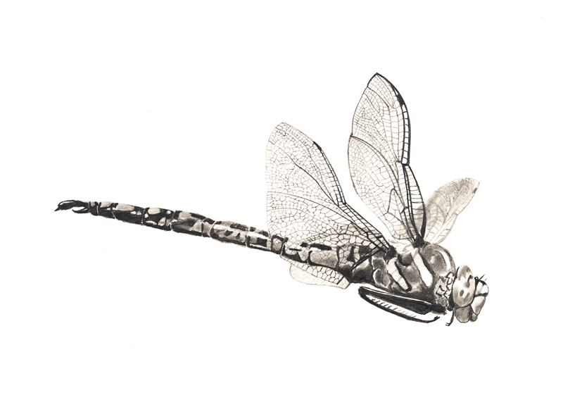 Cute Dragonfly Drawing Sketch for Kids