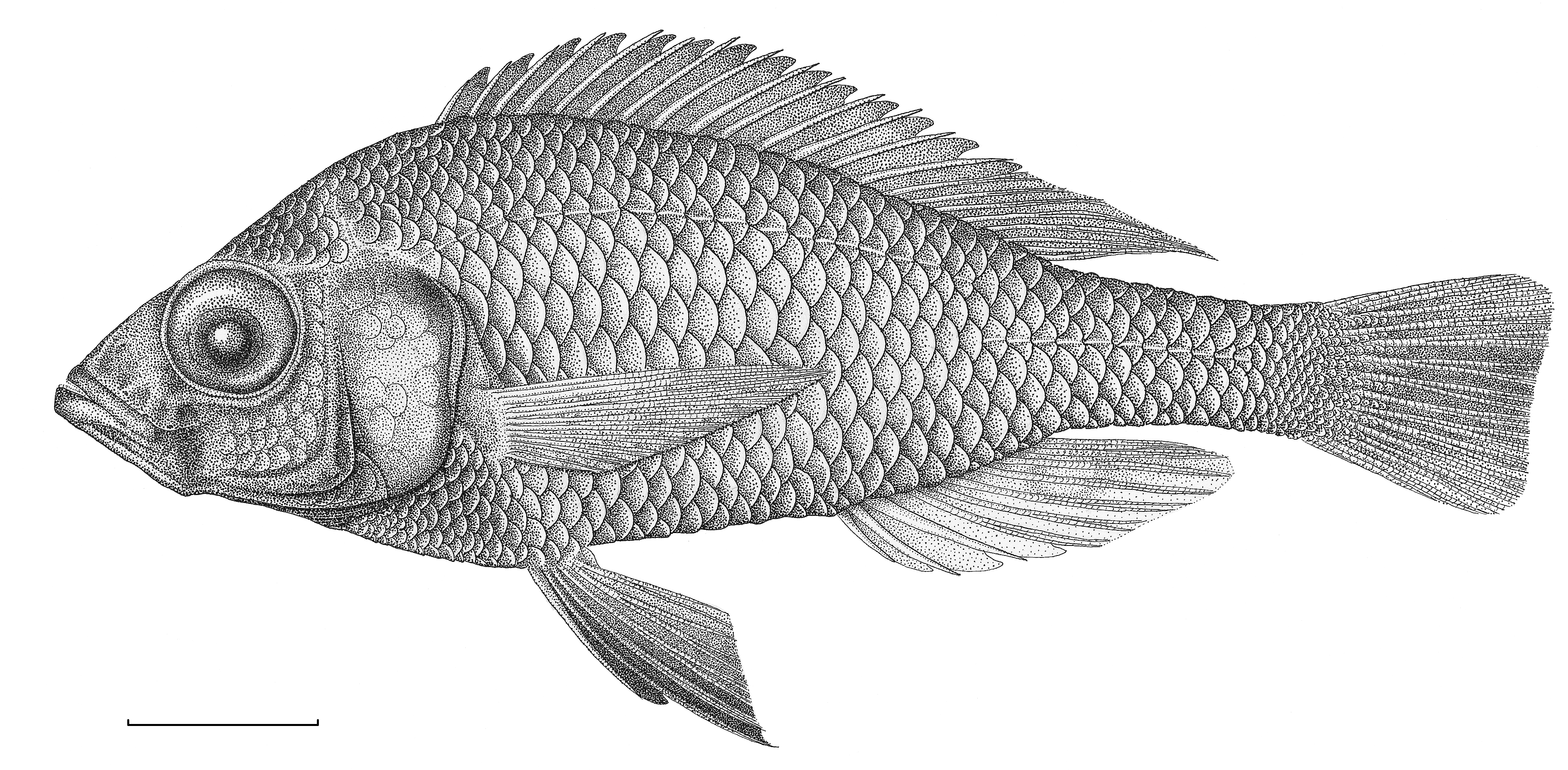 Fish Drawing Pictures - HD Photos Gallery