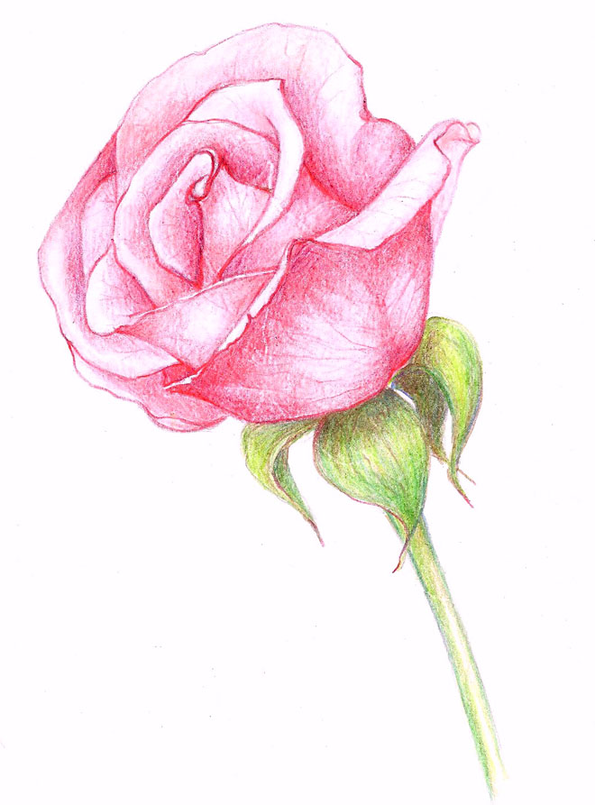 Featured image of post Rose Simple Flower Drawing Colour