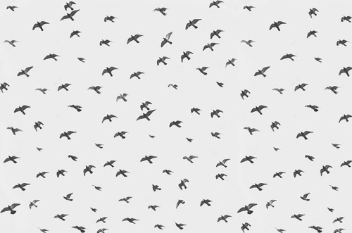 Flying Flock Of Birds Tumblr Dashboard Theme -