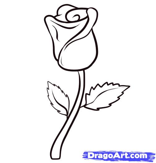 How to Draw a Rose, Step by Step, Flowers, Pop Culture, FREE 