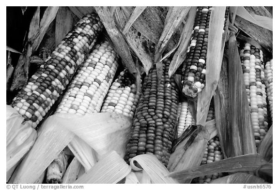 Black and White Picture/Photo: Multicolored corn. New Hampshire, USA