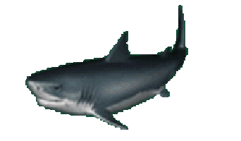 Sticker Shark GIFs on Giphy