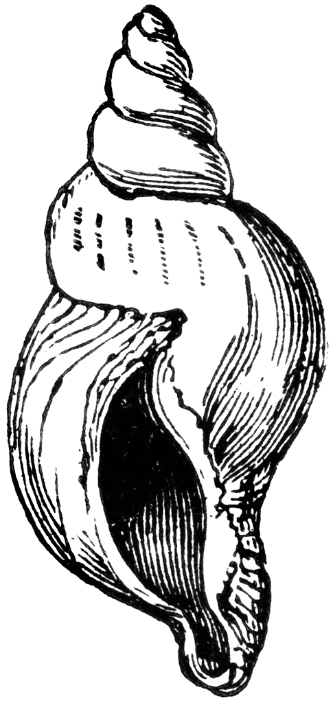 Conch Snail Clipart