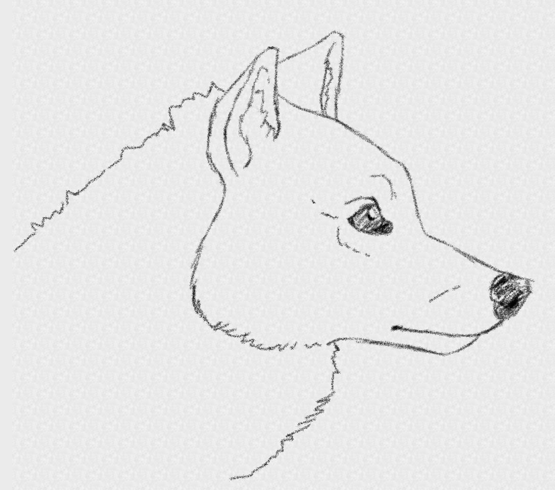 wolf head drawing side