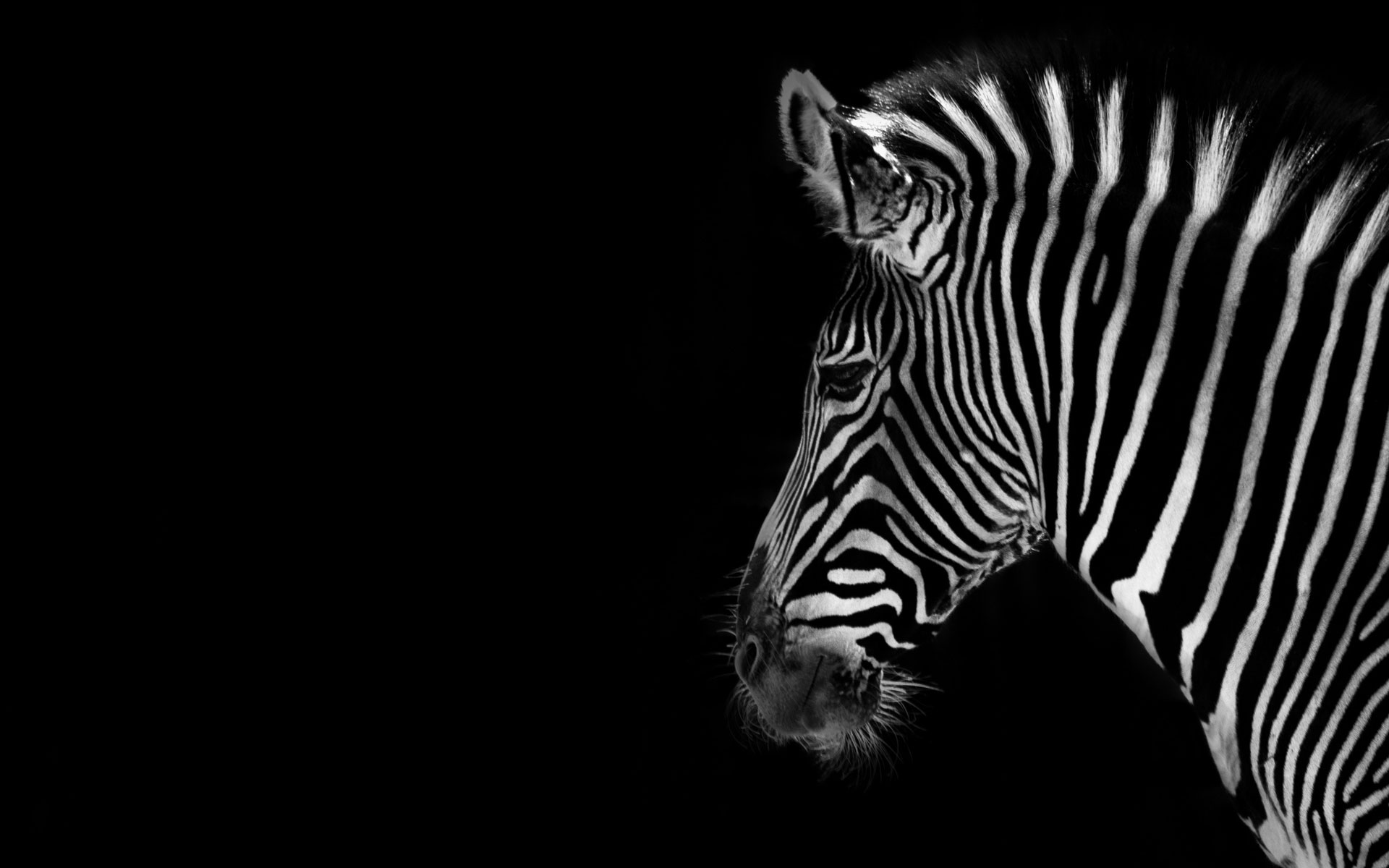 Zebra Black Background - 1789999