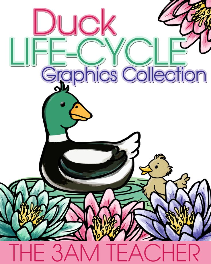 Duck Life-Cycle Graphics / Clip Art