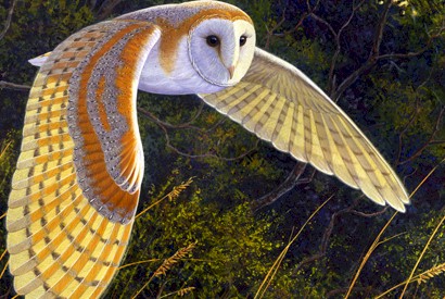 flying-owl-beautiful
