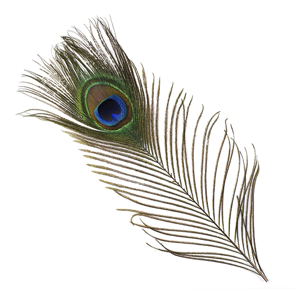 Peacock Tail Eyes Natural - Natural - Peacock - Feather Types