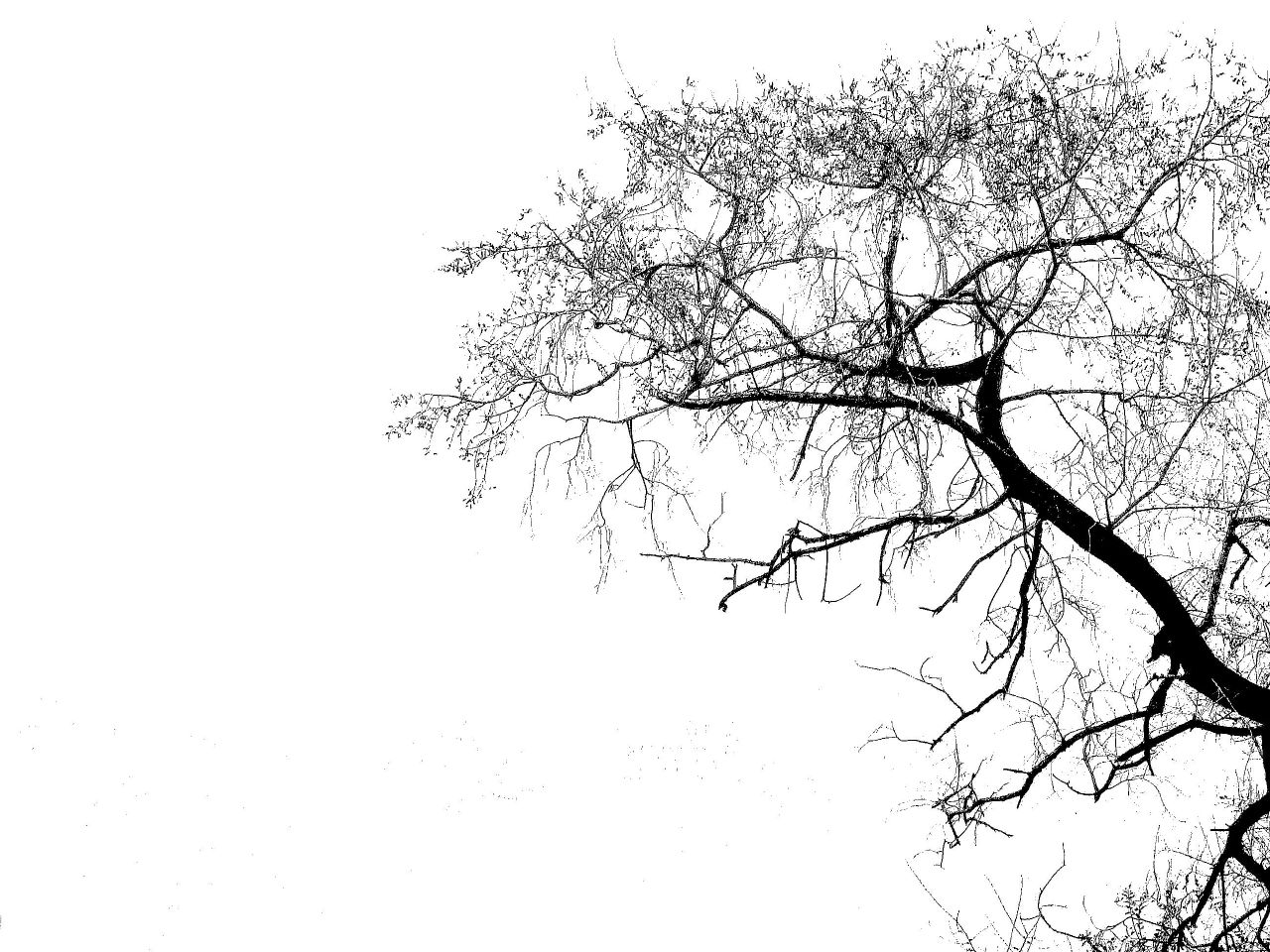 Free Black And White Tree Silhouette, Download Free Black And White Tree  Silhouette png images, Free ClipArts on Clipart Library