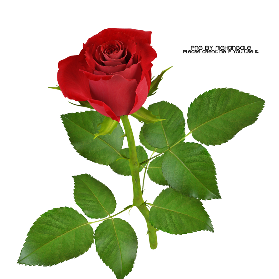 01 Rose PNG made by Nightingale by taxitoheaven on Clipart library