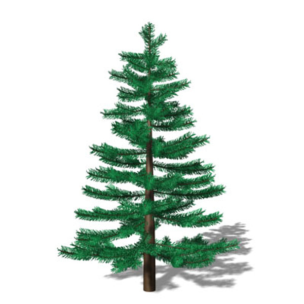 clipart spruce tree - photo #50