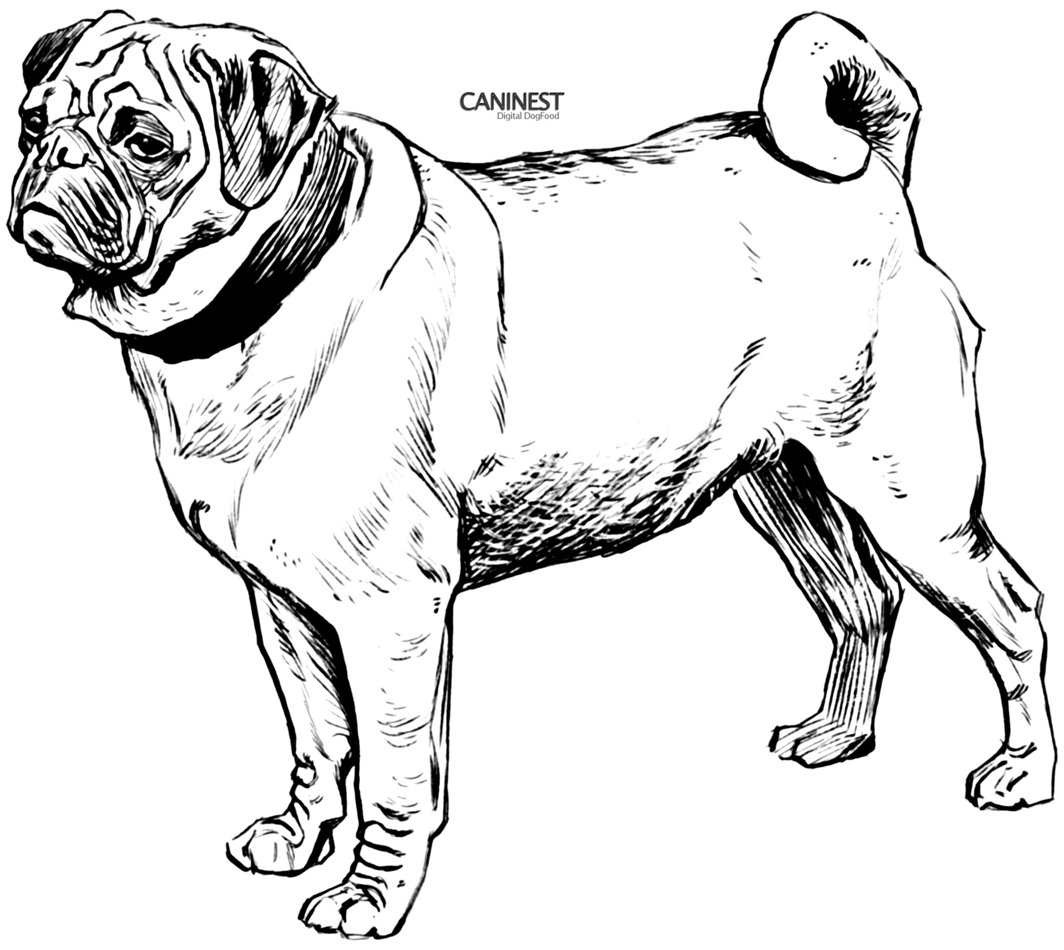 Free Dog Line Drawing, Download Free Dog Line Drawing png images, Free
