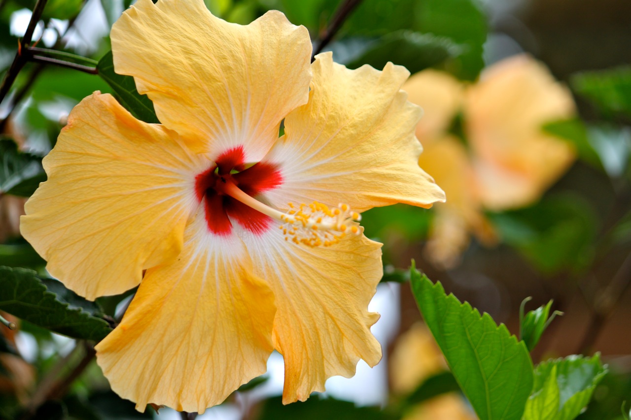 State Flower of Hawaii: the Hibiscus - Travel to Paradise