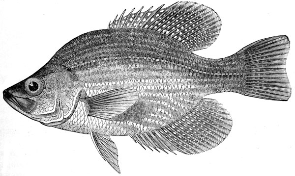 Crappie Drawings Related Keywords  Suggestions - Crappie Drawings 