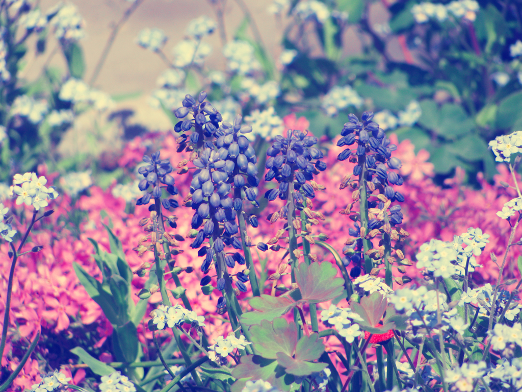 Download 21 purple-flower-hd-wallpaper Purple-Flower-Background-66-images-.jpg